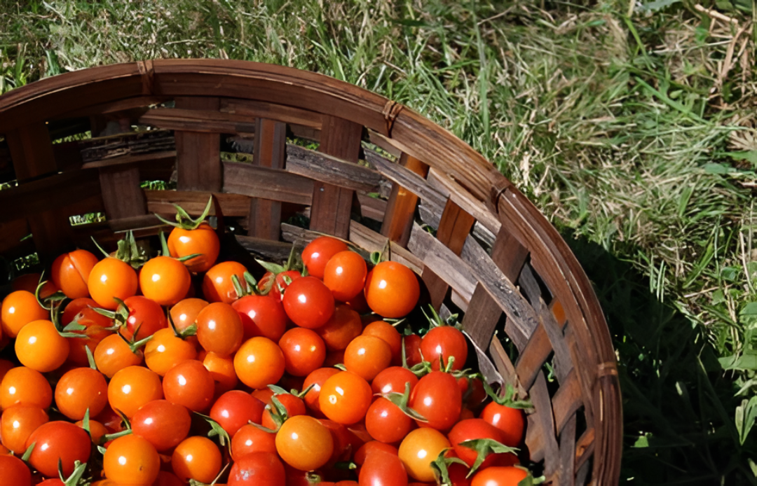 El tomate seguirá siendo nacional mientras el Gobierno descarta abrir importaciones
