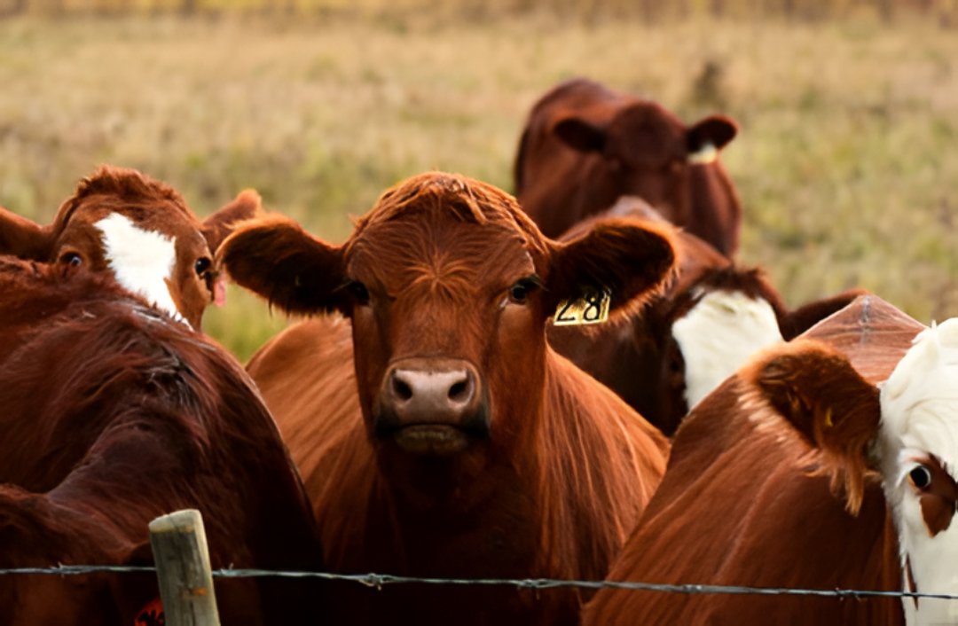 Menos animales faenados encienden señales en la cadena de la carne, SENACSA