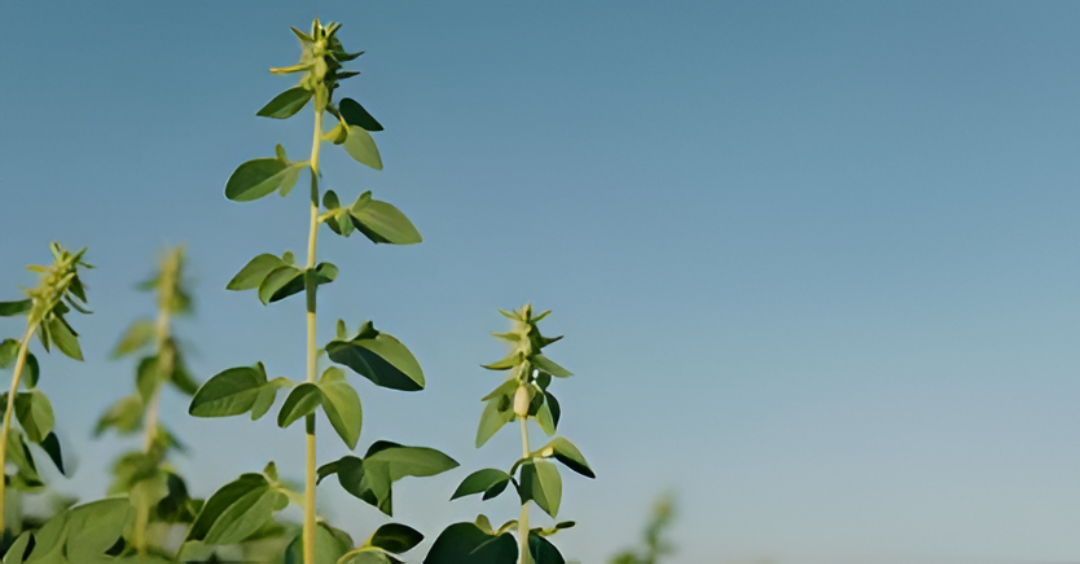 El sésamo no alcanza y productores piden al Estado un piso de precio para sobrevivir