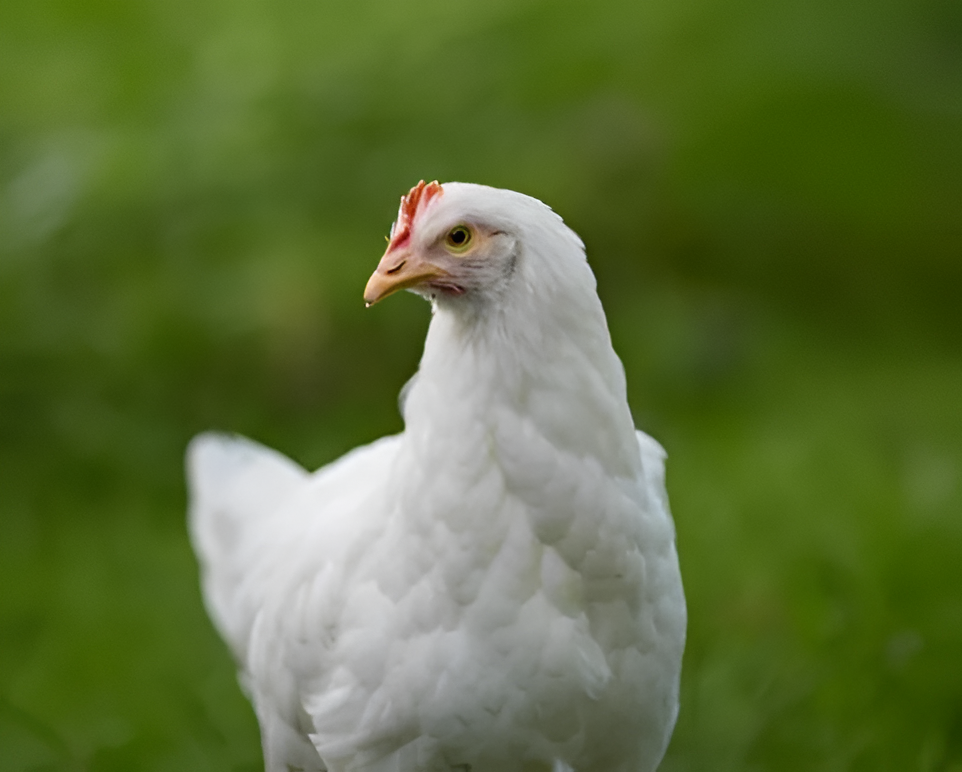 Exportaciones de carne aviar bajan 30% en enero y suman USD 0,7 millones