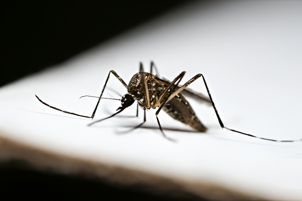 Salud alerta que el 27% de los casos de dengue se concentra en chicos de 6 a 14 años