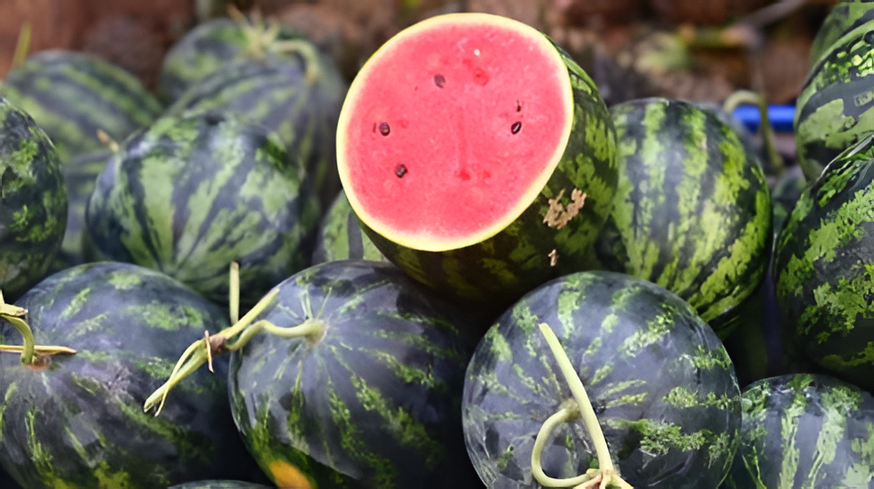 San Pedro del Paraná, Timbo’i y Pindoyu aumentan oferta de sandía este verano