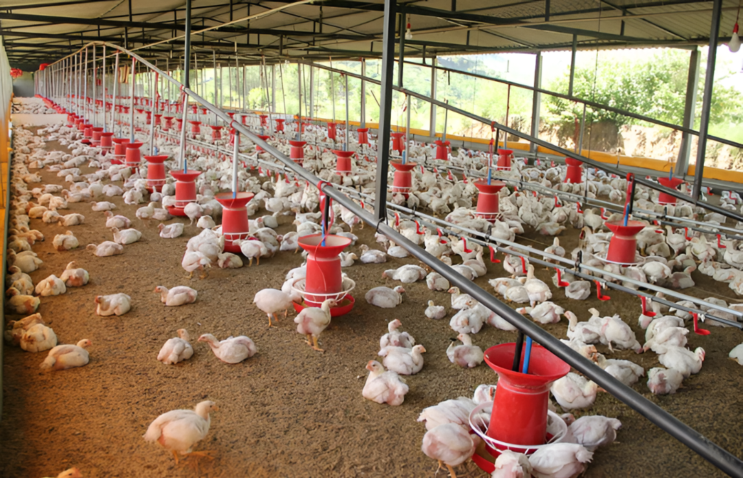 Senacsa declara alerta sanitaria máxima en Paraguay tras casos de gripe aviar en Buenos Aires