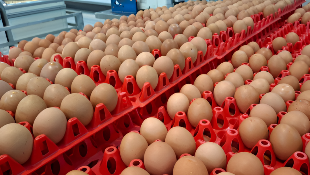 ¿Cómo saber si el pollo o los huevos que comprás están habilitados por Dinavisa y Senacsa?