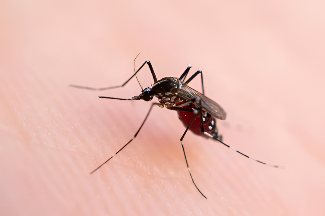 Casos de dengue crecen en 11 regiones y Limpio concentra el mayor impacto