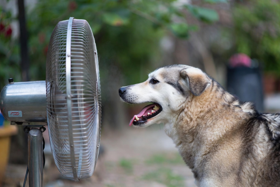 Hoy se mantienen altas temperaturas y aumenta la sensación térmica en todo el país