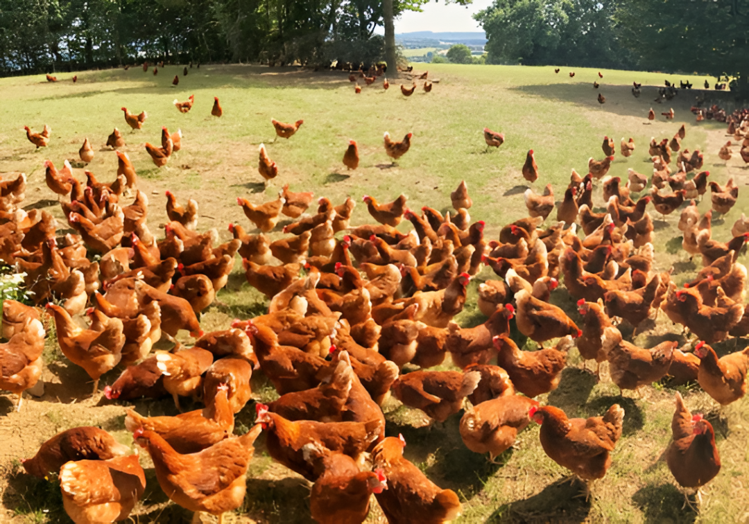 Nuevo foco de influenza aviar en Argentina pone en alerta al sector de producción de pollos en Paraguay