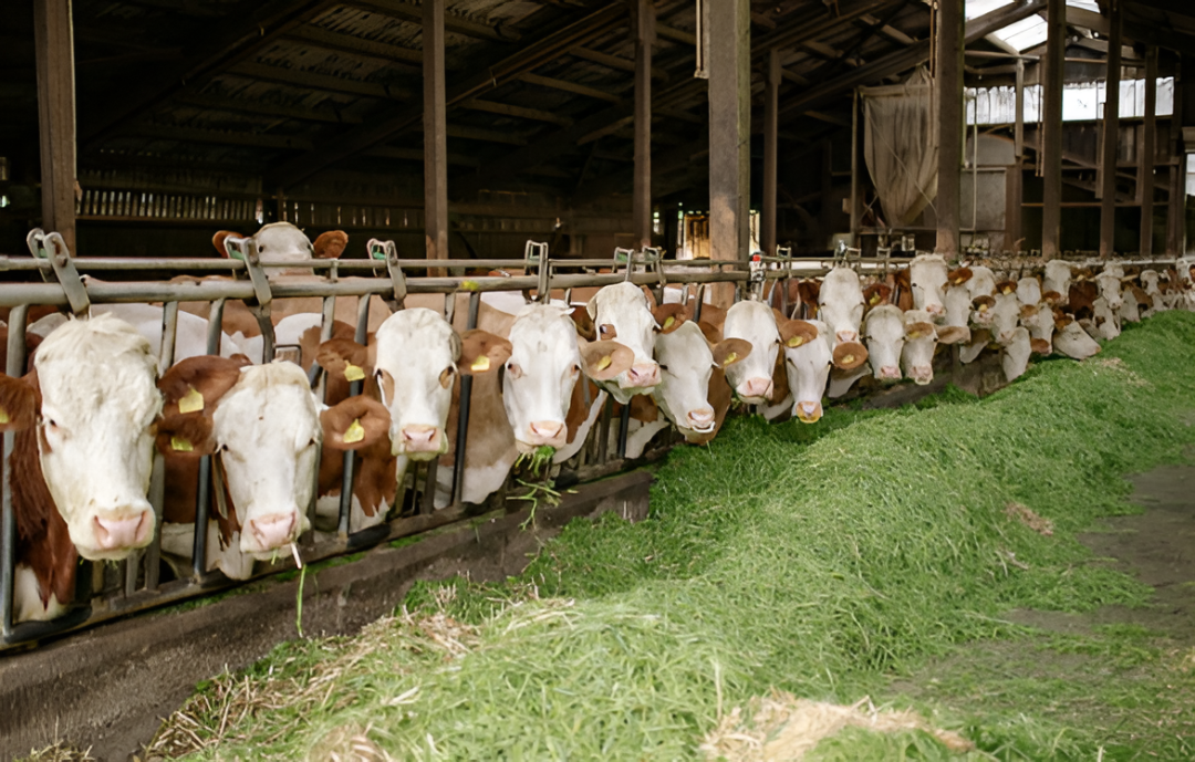 Frigoríficos bajo investigación mientras productores piden claridad en el precio del ganado