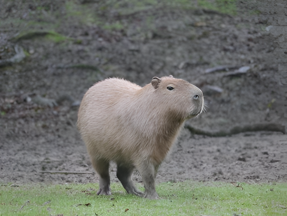 Santiago Peña participará en Brasil en reunión regional sobre medio ambiente y protección de especies
