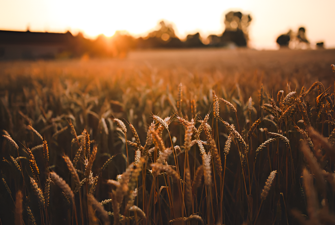 Falta de combustible empieza a poner en aprietos a productores de alimentos en varios continentes