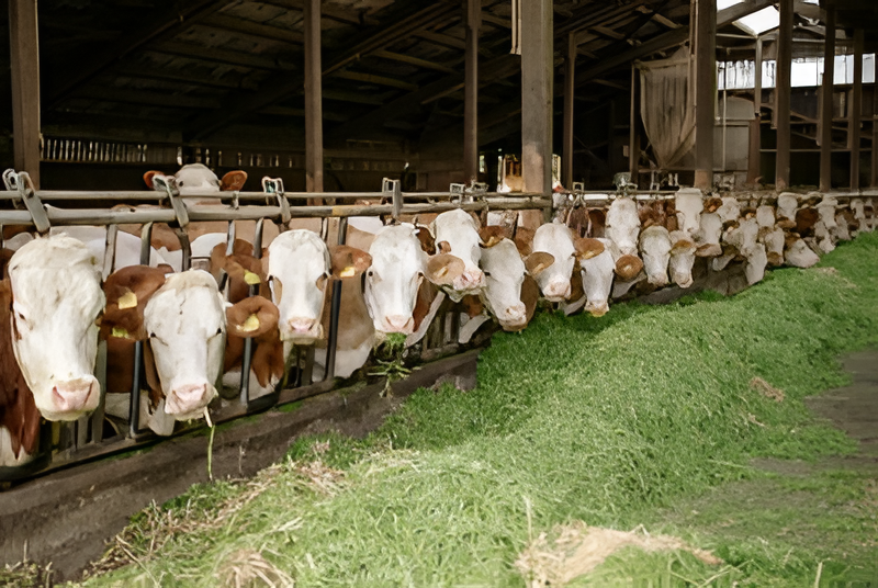 Inyectan USD 6 millones al campo para apoyar la retención de vientres