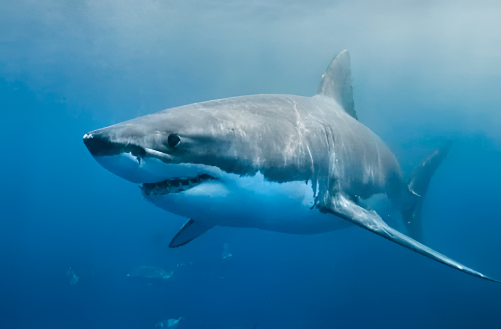 Hallan cocaína, cafeína y analgésicos en tiburones del Caribe durante estudio científico