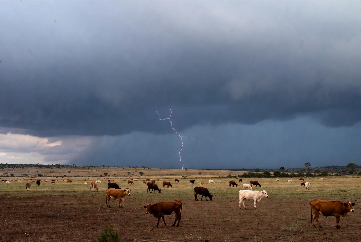 Muertes de ganado por rayos y avance de la rabia impactan en pequeños productores