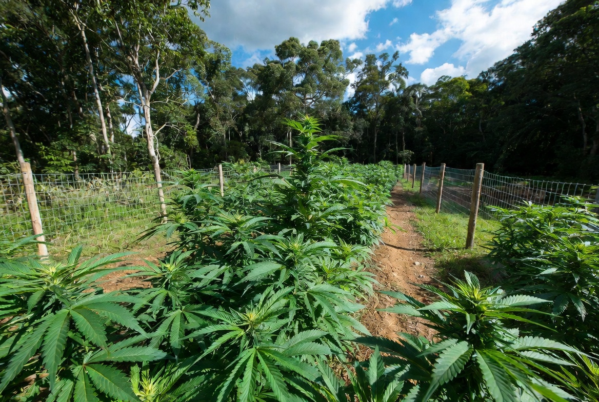 Paraguay sigue liderando la producción de marihuana en Sudamérica con alta demanda regional
