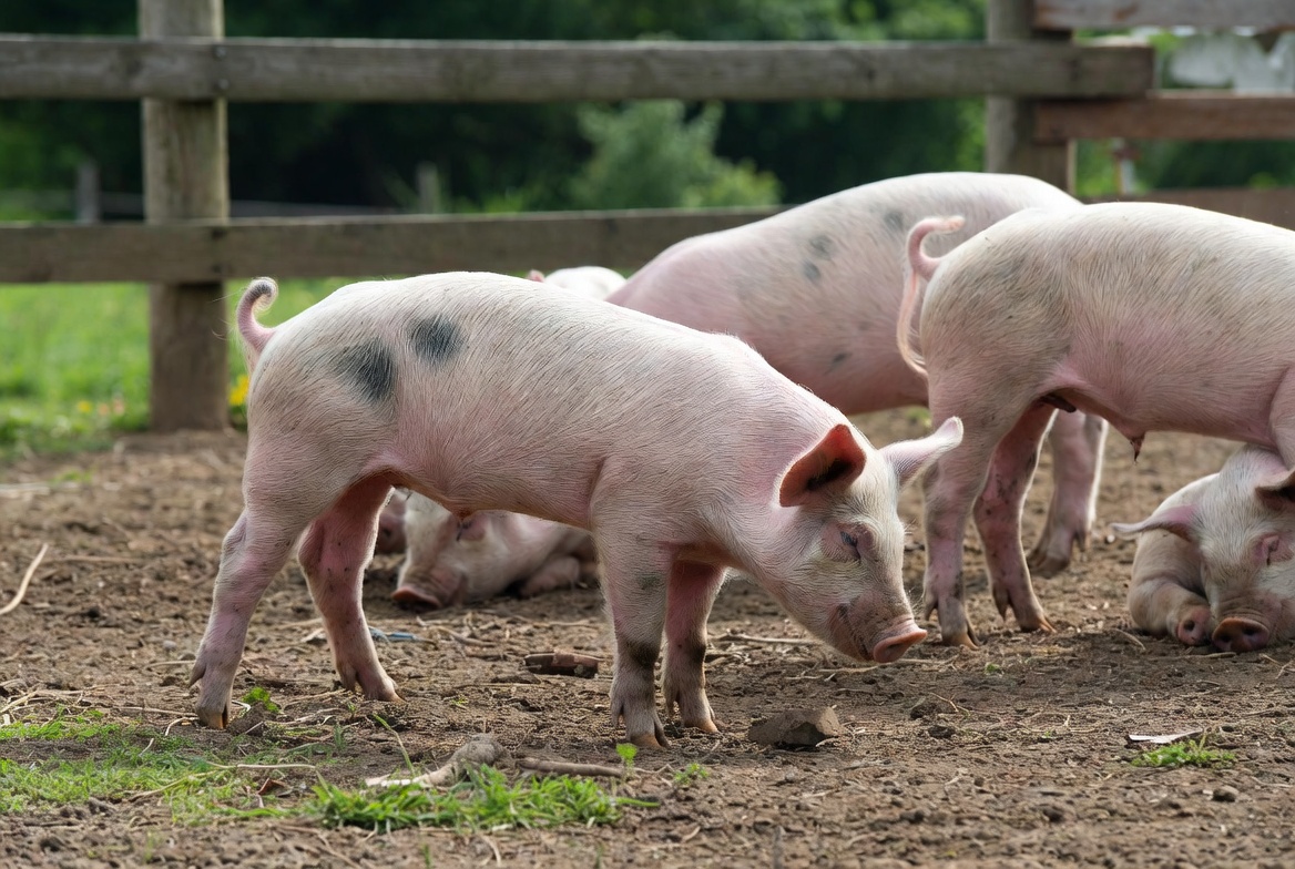 Taiwán concentra la mayor parte de la carne porcina paraguaya en un escenario de expansión