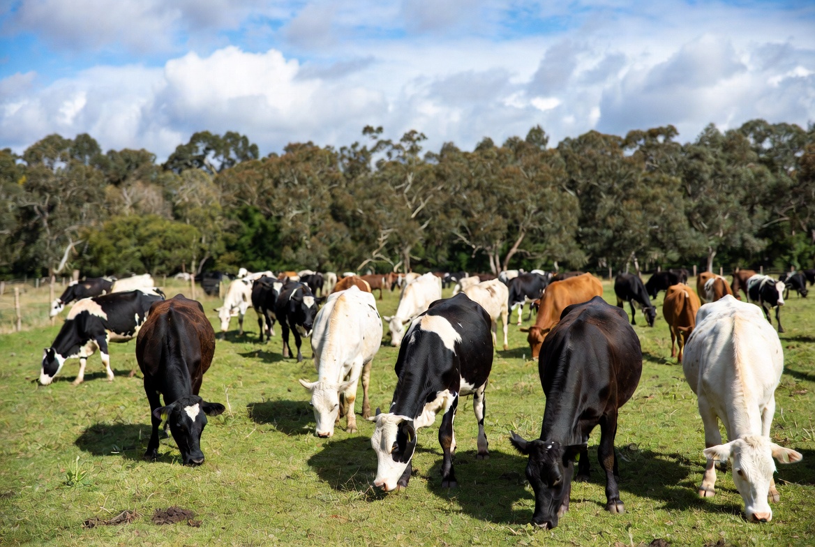 Paraguay se mete en reunión clave para erradicar la aftosa y proteger exportaciones