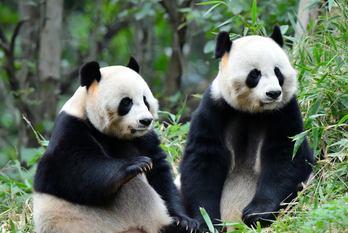China reactiva envío de pandas a EEUU y acompaña agenda política bilateral