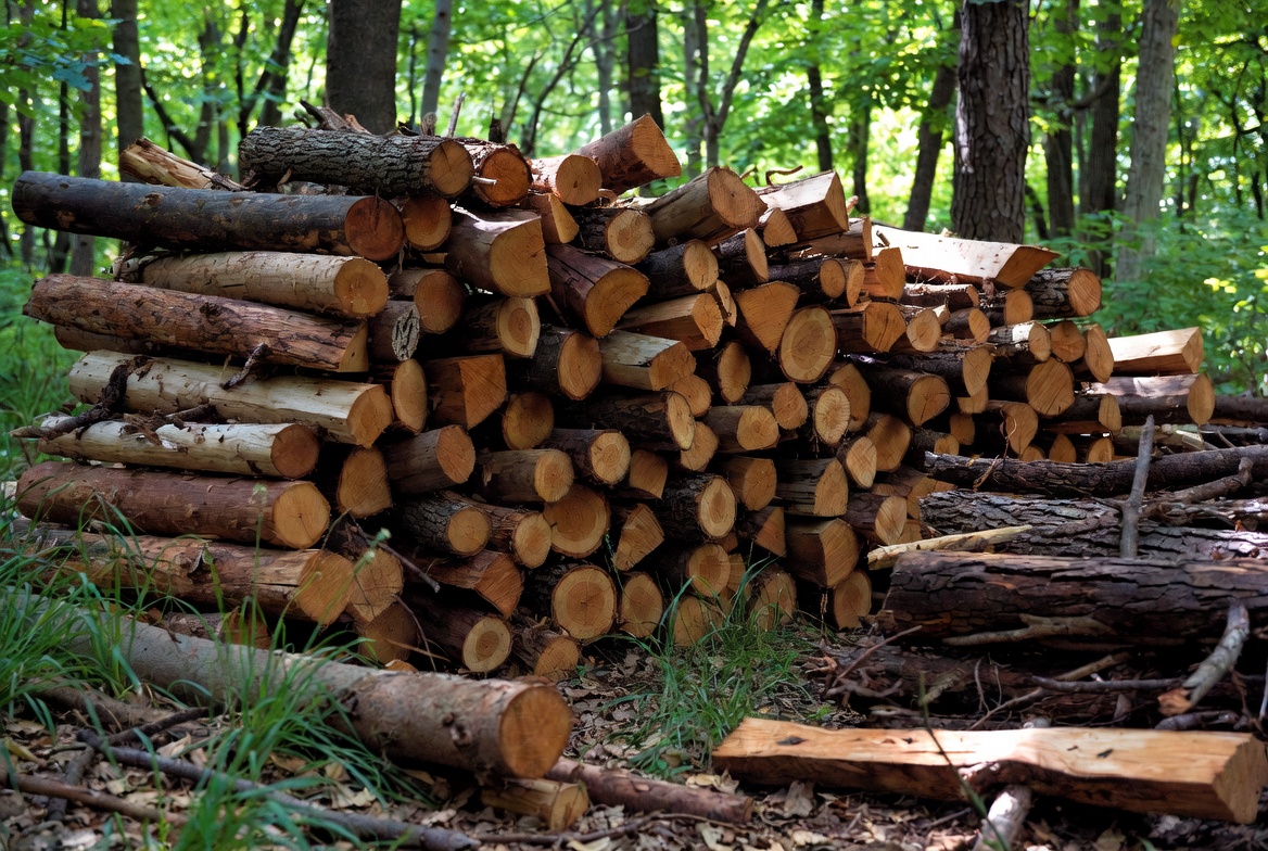 Sector forestal llega a Expo Madera con más de 380.000 hectáreas productivas