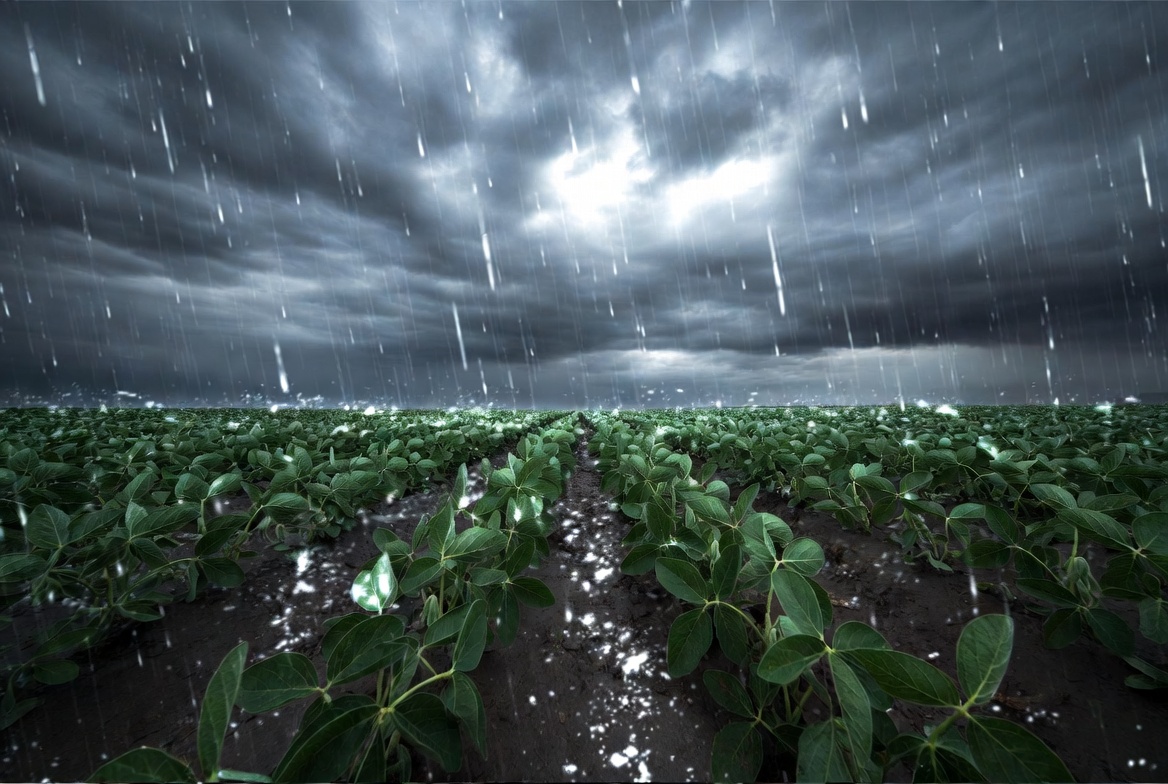 MAG advierte que El Niño podría traer más lluvias y presión sanitaria al campo