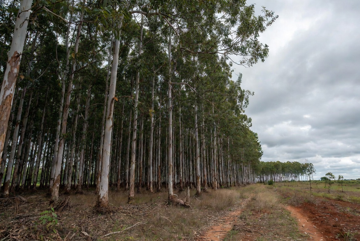 Exportaciones forestales suben 17% en valor aunque los envíos caen 4%