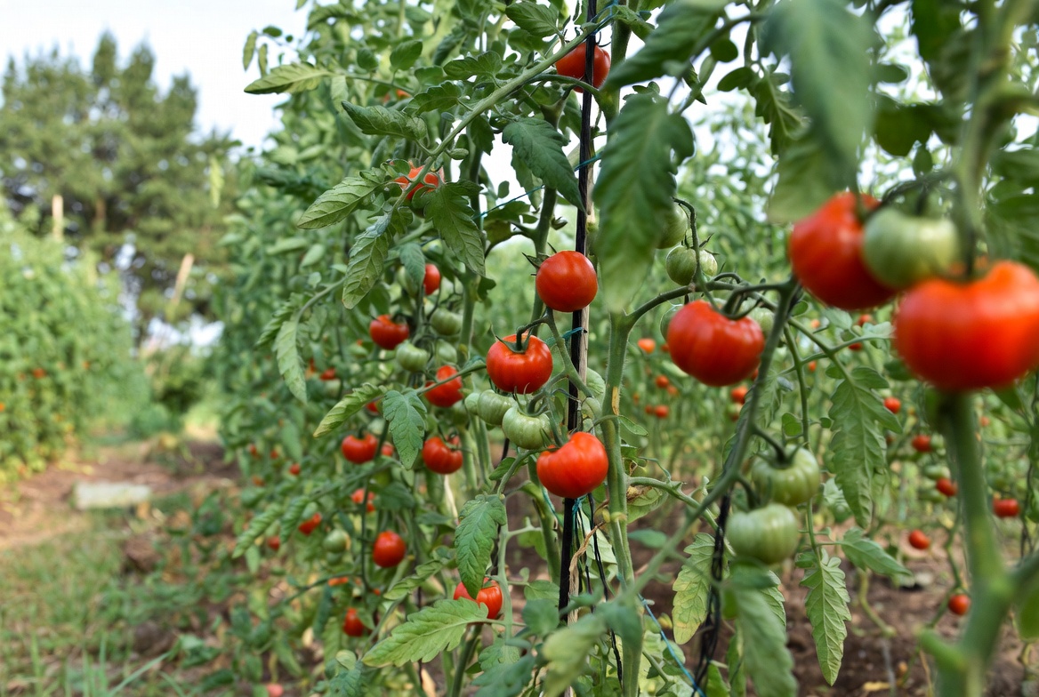 Más fincas con tomate buscan sostener la oferta local durante todo el año