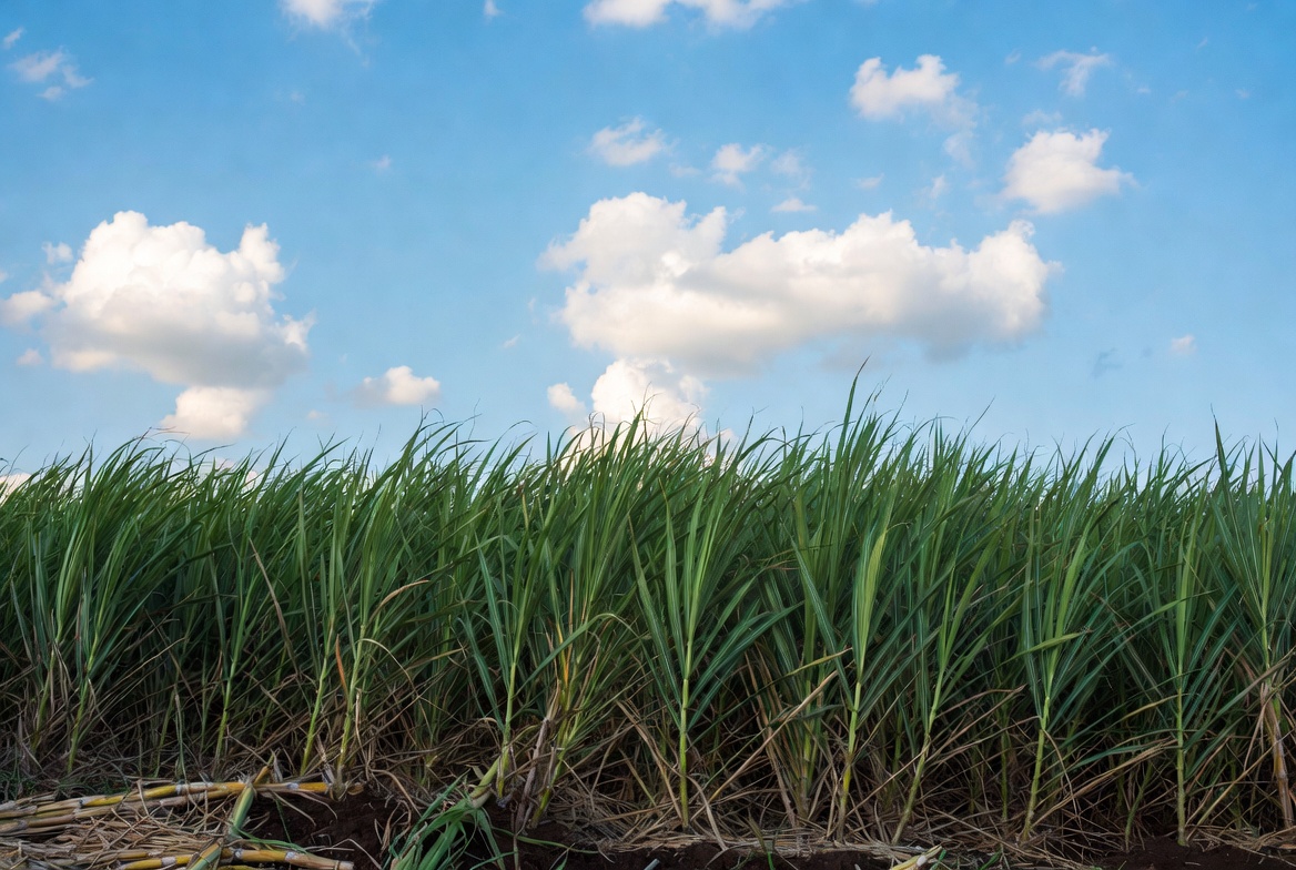 MAG entregó más de G. 472 millones a cañicultores de Caaguazú