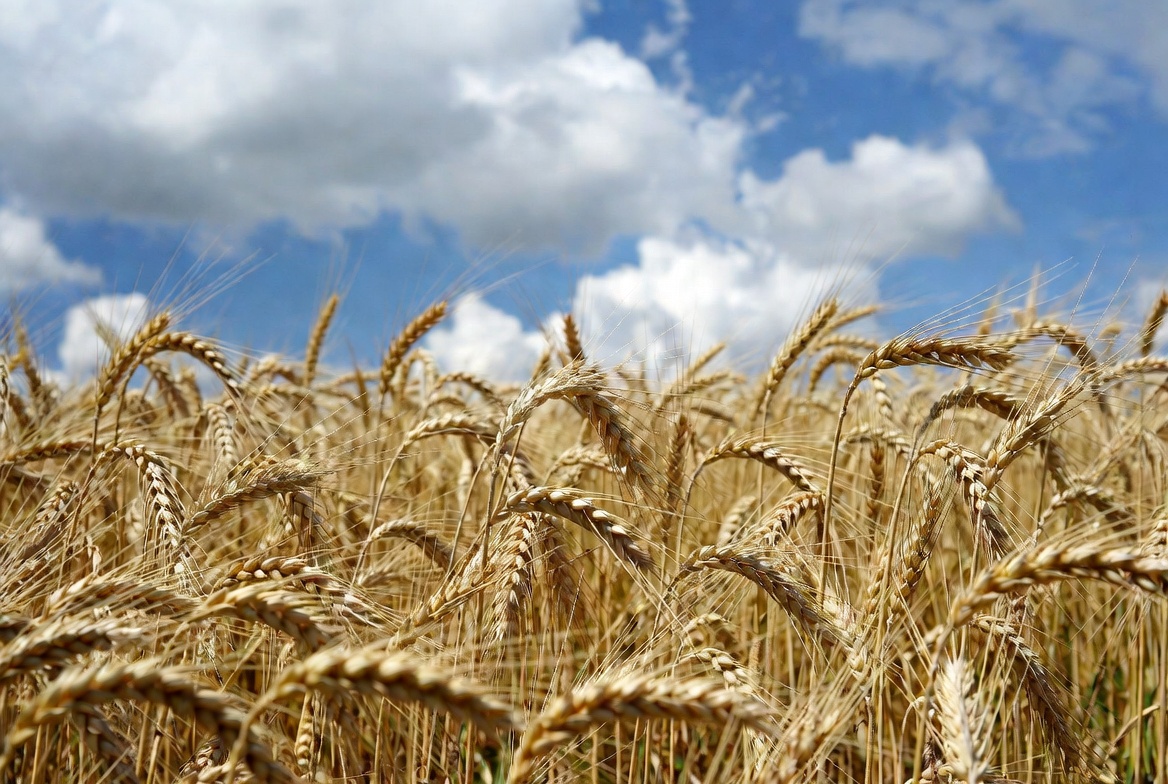 La UNA participará en un proyecto para fortalecer la producción de trigo