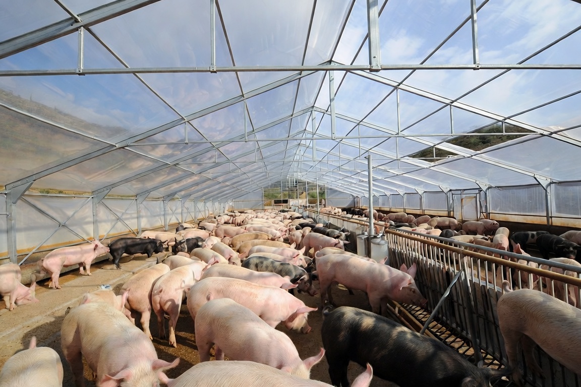 La carne porcina paraguaya crece más de 50% y Taiwán concentra las compras