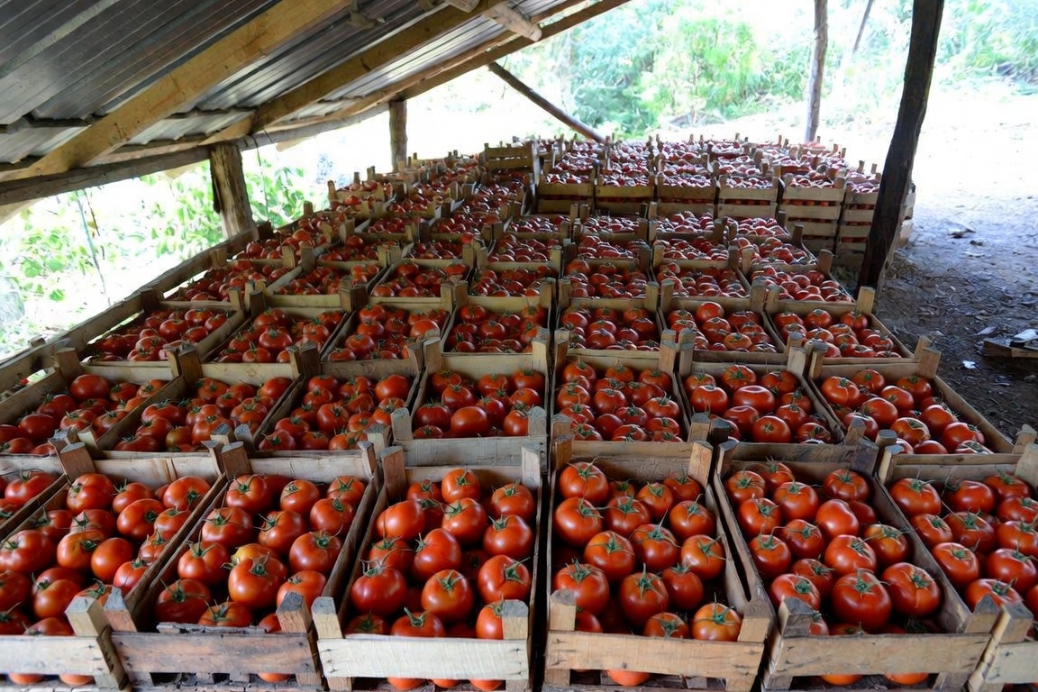 Paraguay apunta a tener tomate nacional todo el año con 1,4 millones de plantas ya en producción