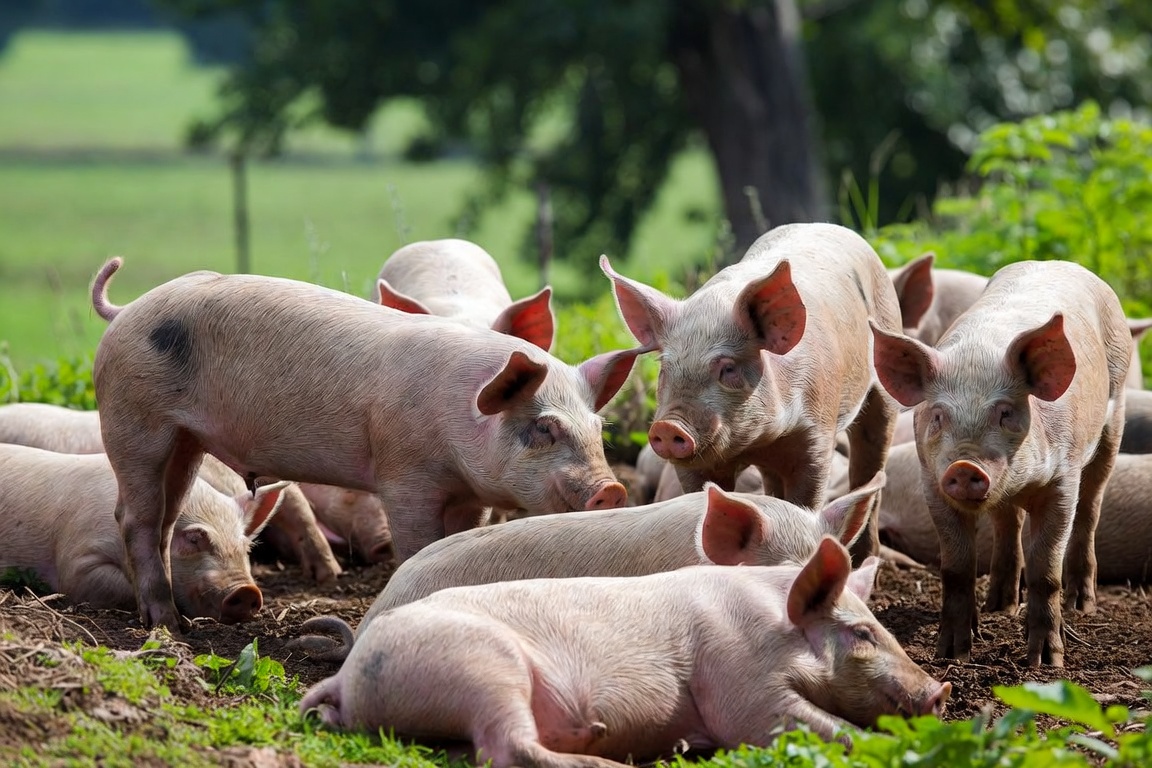 Paraguay recibe 115 cerdas reproductoras de Brasil para aumentar la producción de carne porcina
