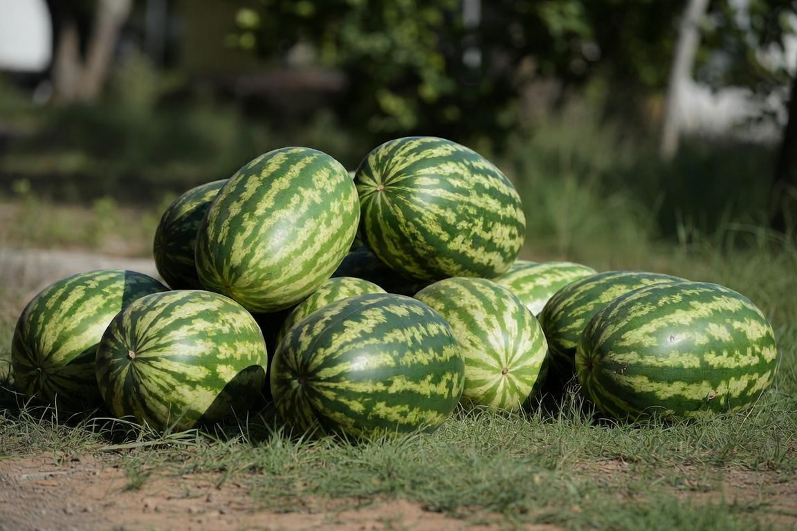 La producción de sandía crece sobre más de 4.000 hectáreas y mueve USD 12 millones en Paraguay