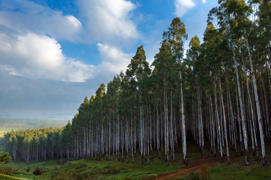 El país define por primera vez un plan de largo plazo para convertir al sector forestal en fuente de trabajo e inversión