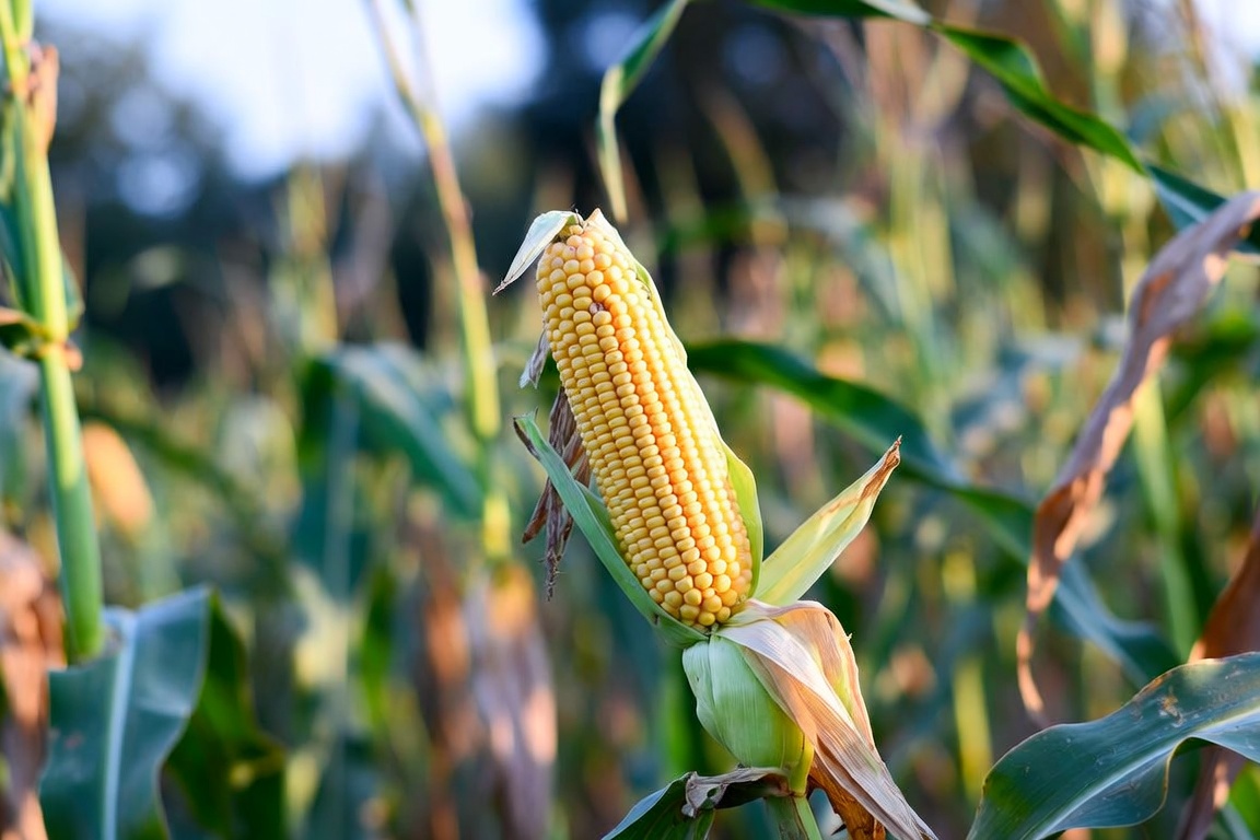 Productores de Santaní preparan 25 hectáreas de suelo para iniciar la siembra de maíz desde la segunda quincena de agosto