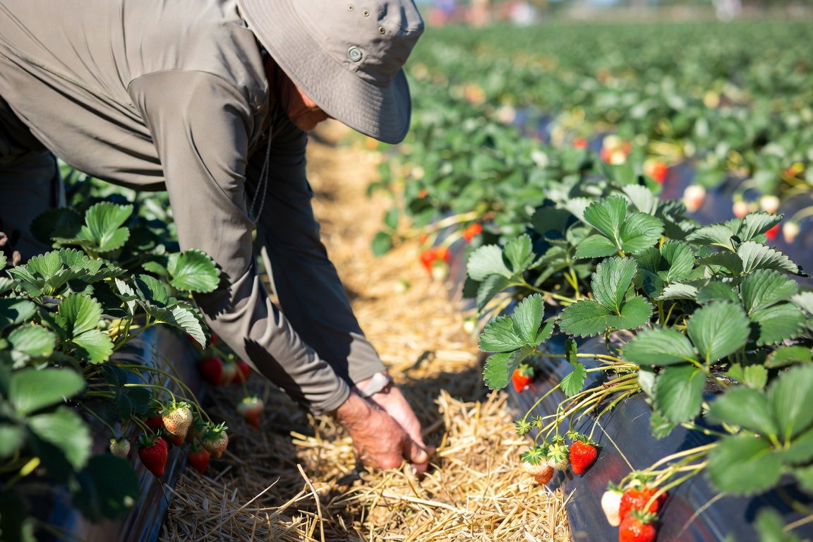 El clima golpeó entre 20% y 30% de la producción de frutillas en Santa Rosa, donde el kilo se vende a G. 30.000