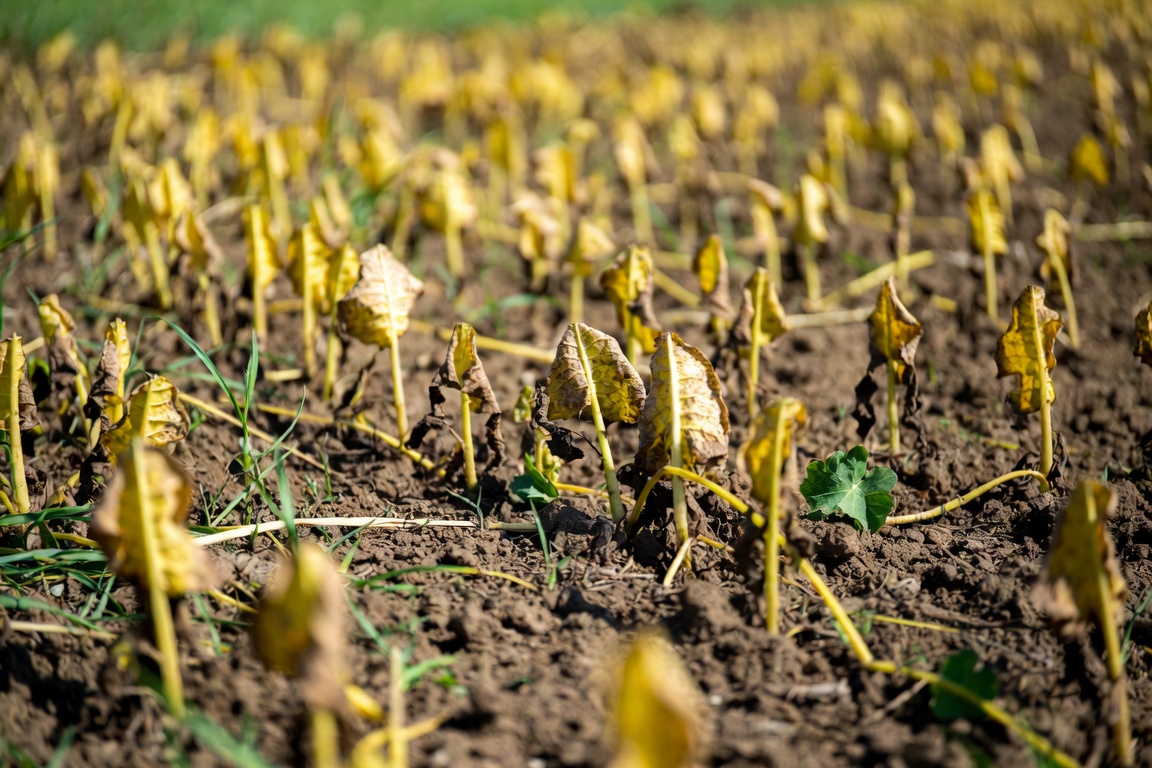 El Niño pone en alerta al campo paraguayo por más lluvias humedad y calor que pueden disparar plagas y enfermedades en los cultivos