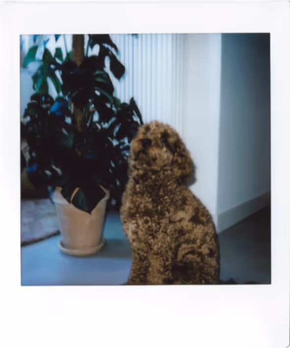 Bruine hond naast een plant in kantoor.