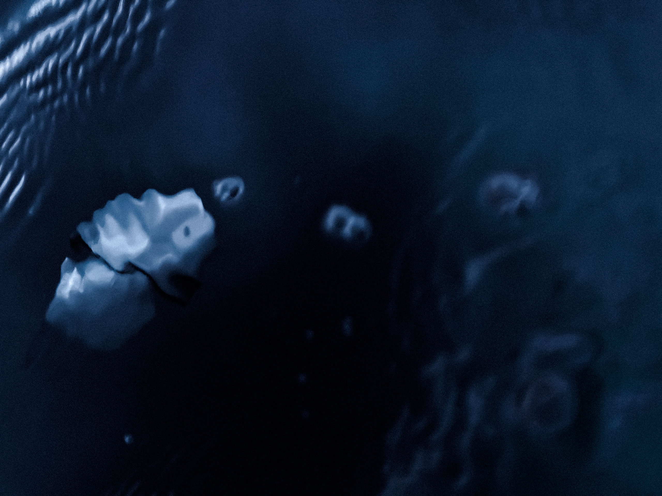 Underwater photograph capturing the reflective surface of deep blue water with a floating white object, possibly a piece of plastic or fabric, partially submerged on the left side. Surrounding the object are ripples and circular patterns, potentially caused by small jellyfish or other marine life faintly visible in the darker regions. The lighting highlights textural contrasts between the object and the surrounding water.