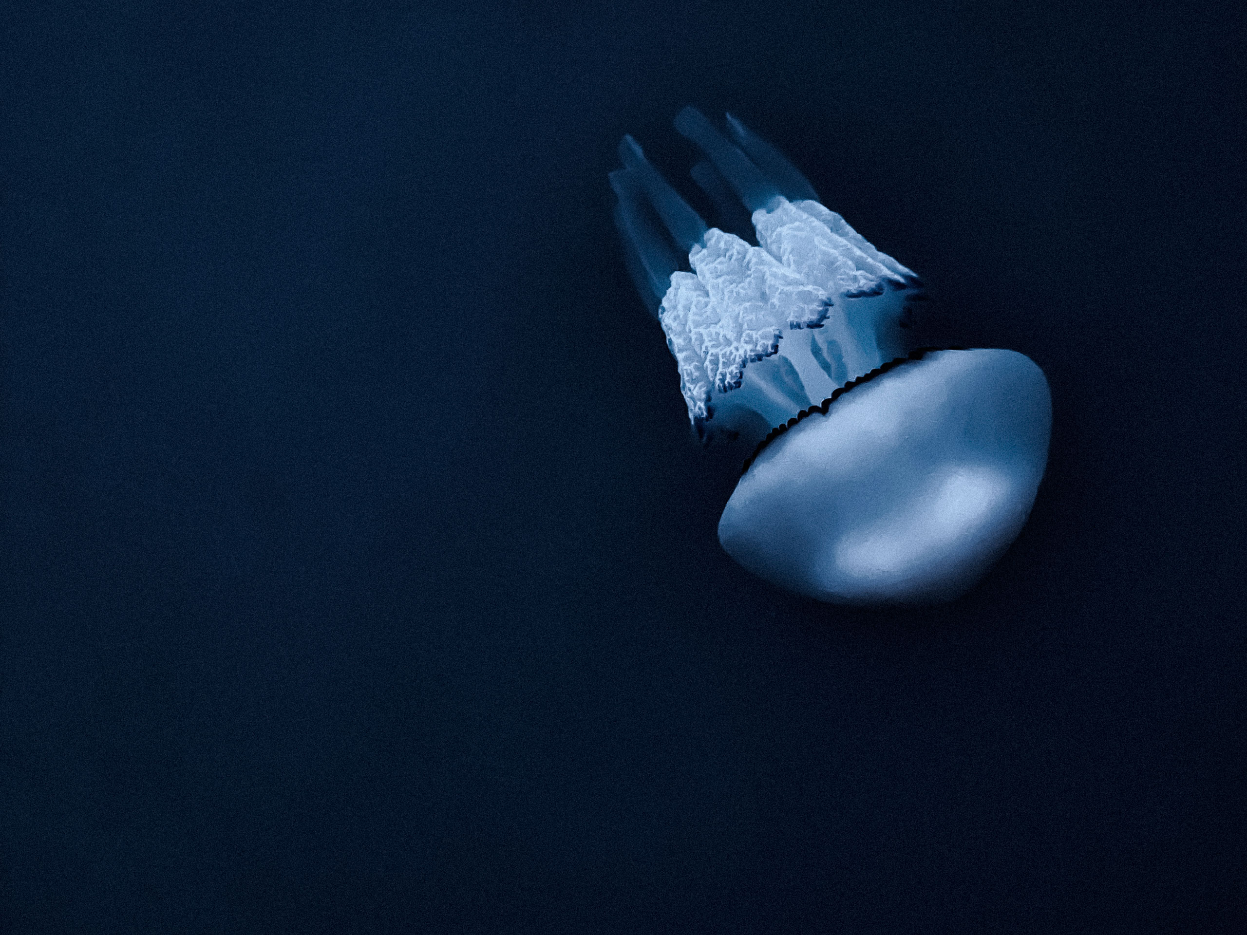 Close-up underwater image of a single jellyfish floating against a dark blue ocean backdrop. The jellyfish has a smooth, dome-shaped bell with a slightly iridescent surface and a distinct black-rimmed edge. Its delicate, frilled oral arms trail downward in textured, ribbon-like formations, softly illuminated to emphasize their structure. The negative space enhances the sense of isolation and calm.