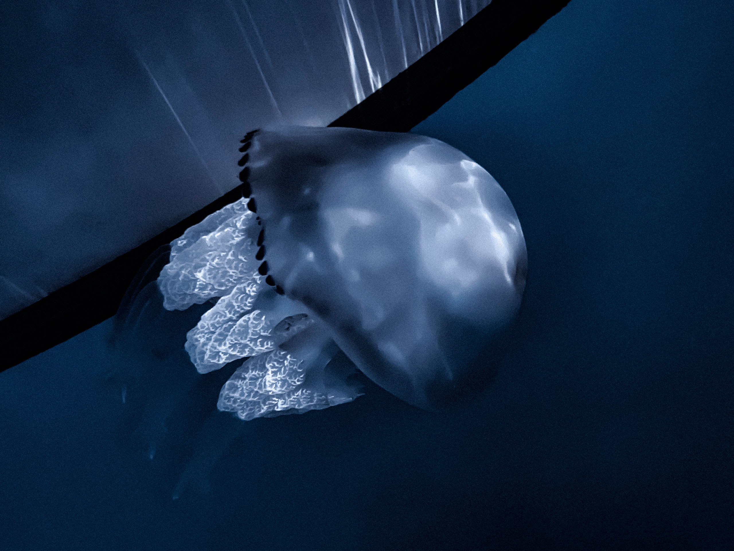 High-resolution underwater image of a single jellyfish swimming near a vertical reflective surface, possibly a glass tank wall. The jellyfish has a smooth, dome-shaped bell with a glossy, pearlescent texture and a black-rimmed edge. Its frilled oral arms trail beneath, intricately textured and illuminated by soft lighting. The reflective wall adds depth and symmetry to the composition.