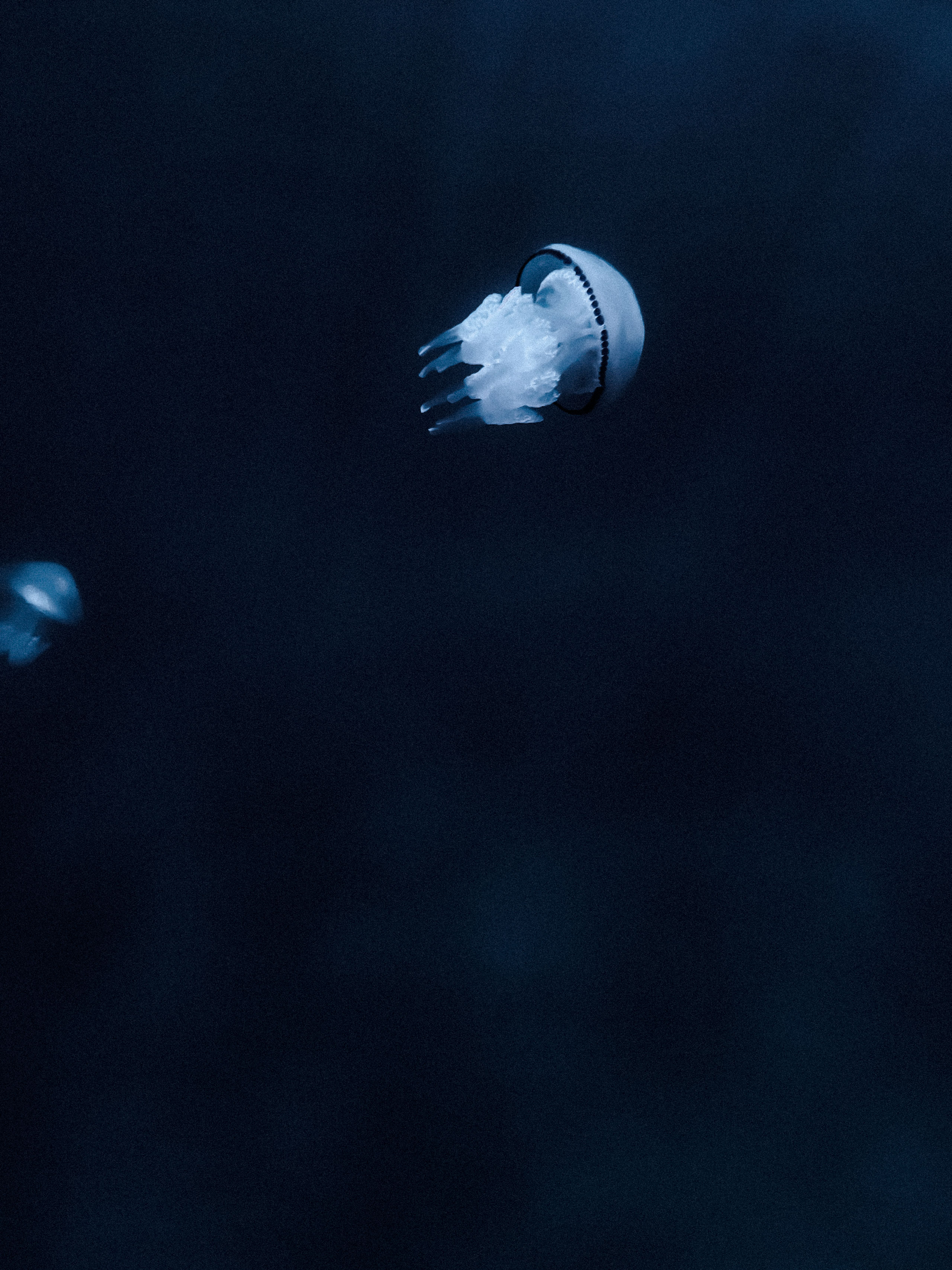 Close-up underwater photo of a translucent white jellyfish swimming through deep blue ocean water. The jellyfish has a bell-shaped body with delicate, frilled oral arms and short tentacles, bordered by a dark, ring-like edge. A second jellyfish is partially visible on the left side of the frame, adding depth to the image. The soft lighting enhances the ethereal, mysterious atmosphere of the deep sea.