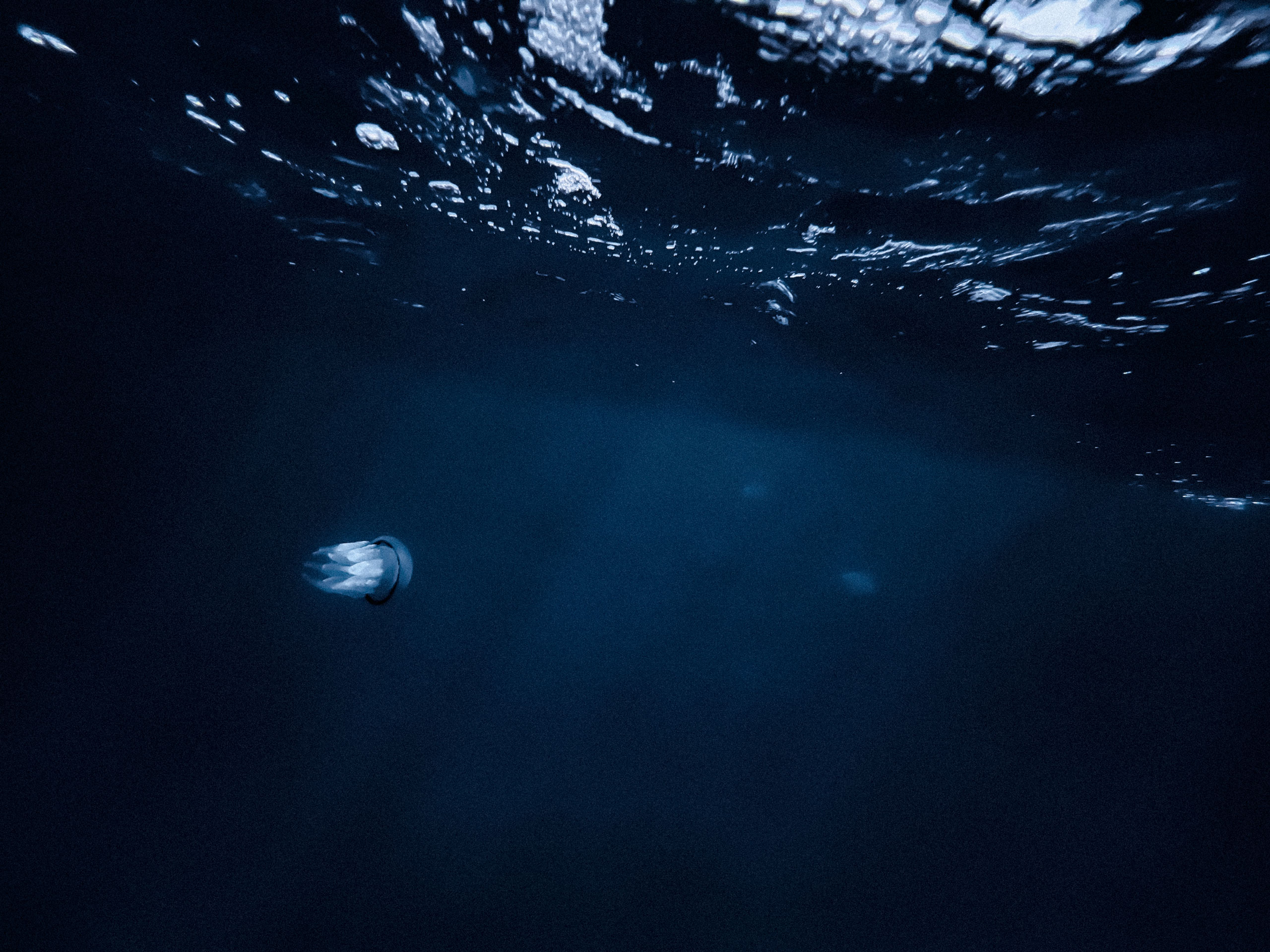 Underwater image of a single translucent jellyfish floating serenely beneath the ocean surface, which is visible with light ripples and scattered air bubbles. The jellyfish, softly illuminated in the dark blue water, features a rounded bell and trailing oral arms with a distinct dark rim around its edge. The deep, moody lighting and soft gradients create a tranquil and mysterious marine atmosphere.