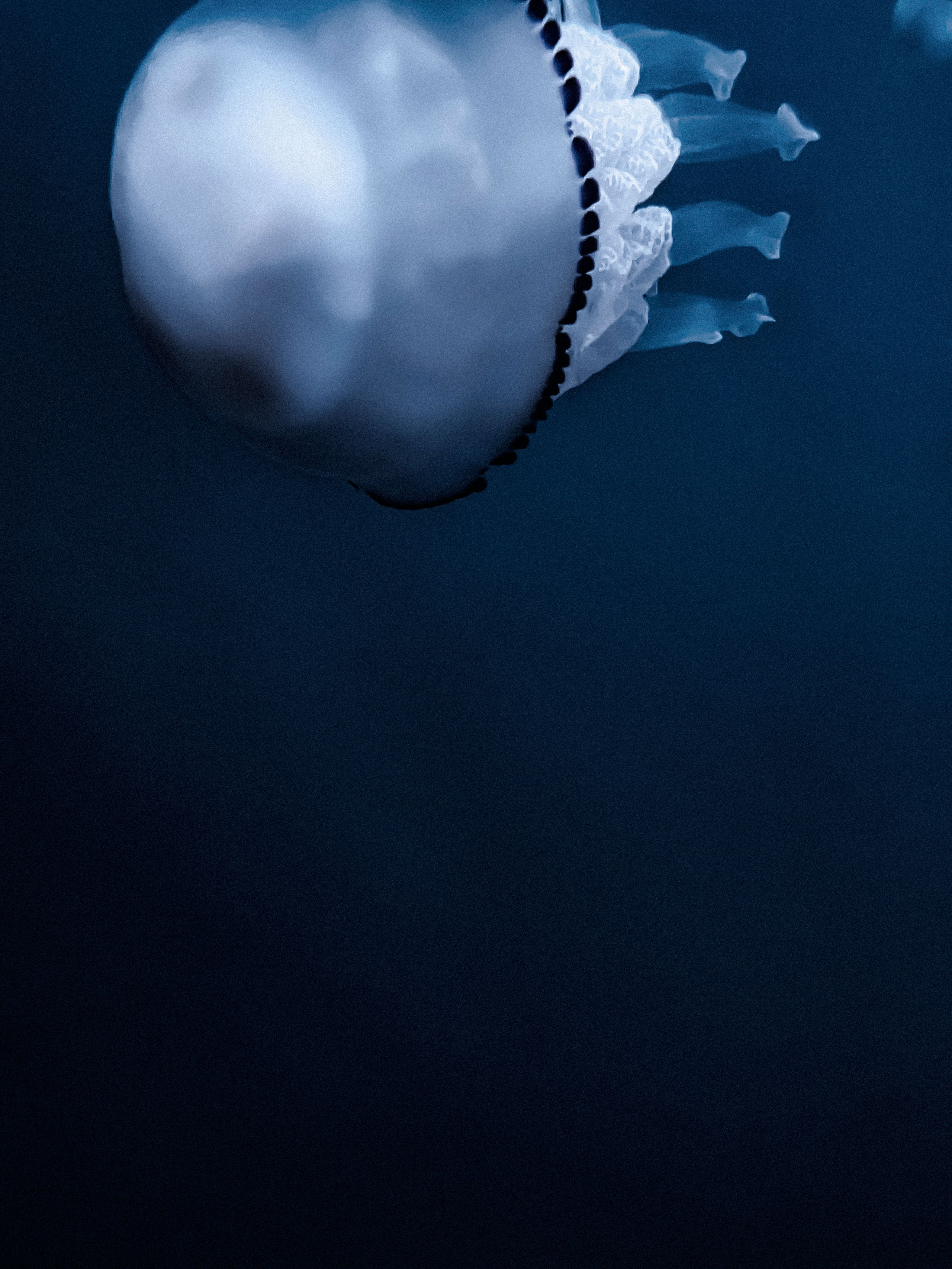 Extreme close-up underwater image of a jellyfish, showcasing the smooth, translucent dome of its bell and the intricately textured oral arms trailing behind. The black-rimmed edge of the bell forms a striking contrast against the soft blue ocean background. The focus is primarily on the jellyfish’s front and side, highlighting its delicate anatomy in vivid detail.