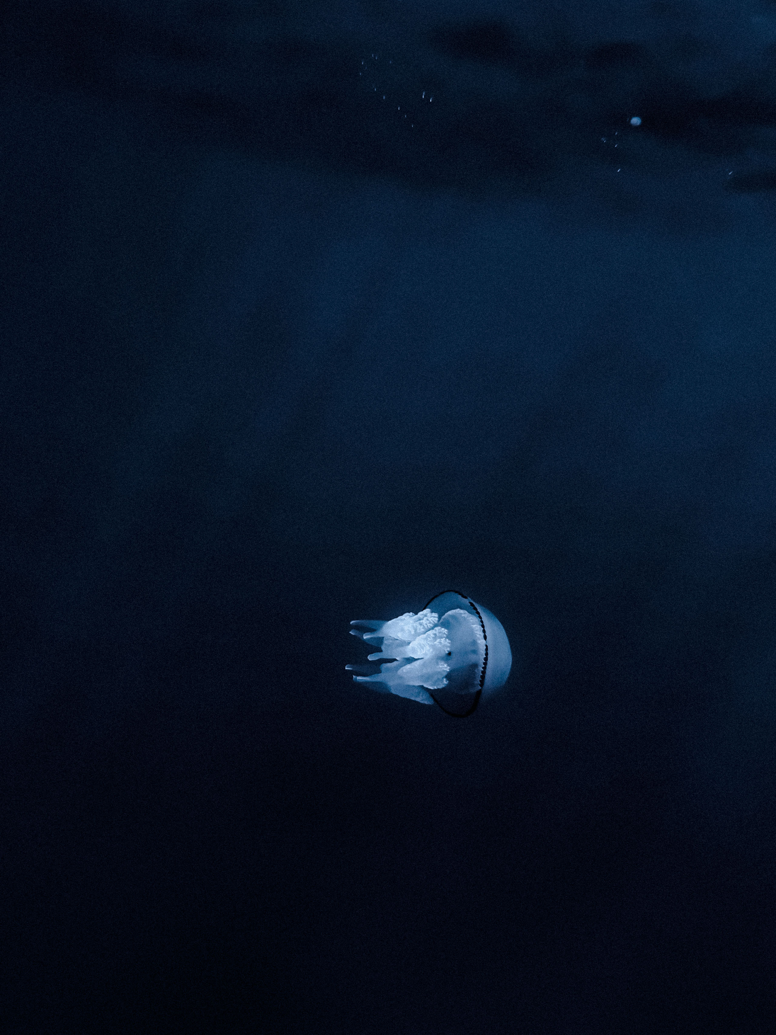 Moody underwater photograph of a single jellyfish illuminated in the dark ocean, floating mid-water with a serene, ghostly presence. The jellyfish’s translucent bell and trailing tentacles are accentuated by soft, bluish lighting, with a distinct dark rim around its bell. The surrounding water is deep and shadowy, evoking a mysterious and tranquil marine environment.
