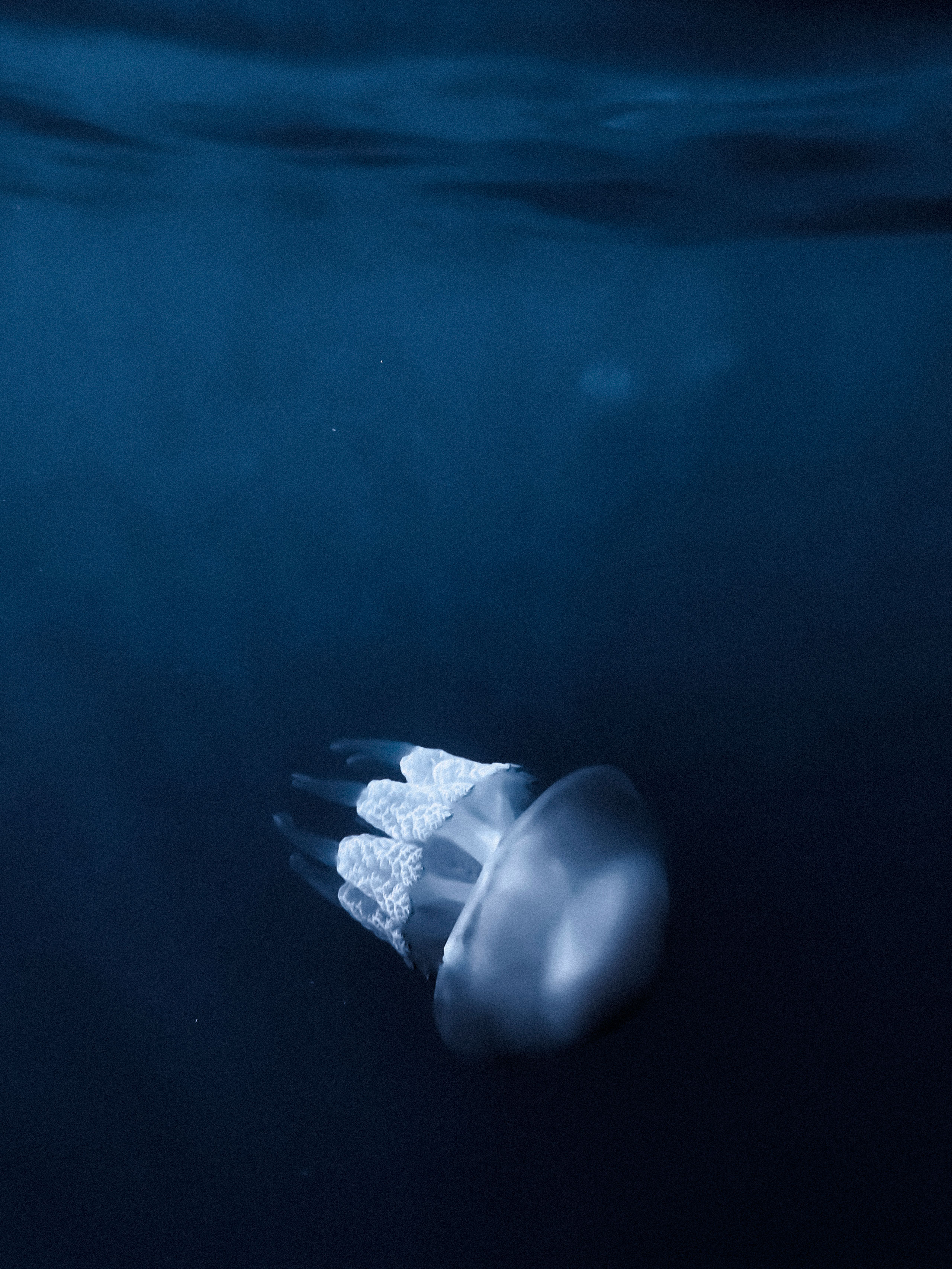 Underwater photograph of a single jellyfish drifting gracefully beneath the ocean surface, surrounded by deep, dark blue water. The jellyfish features a translucent, dome-shaped bell with a soft, glowing sheen and intricately textured, frilled oral arms extending downward. The smooth gradient of light from the water’s surface adds a serene and ethereal atmosphere.