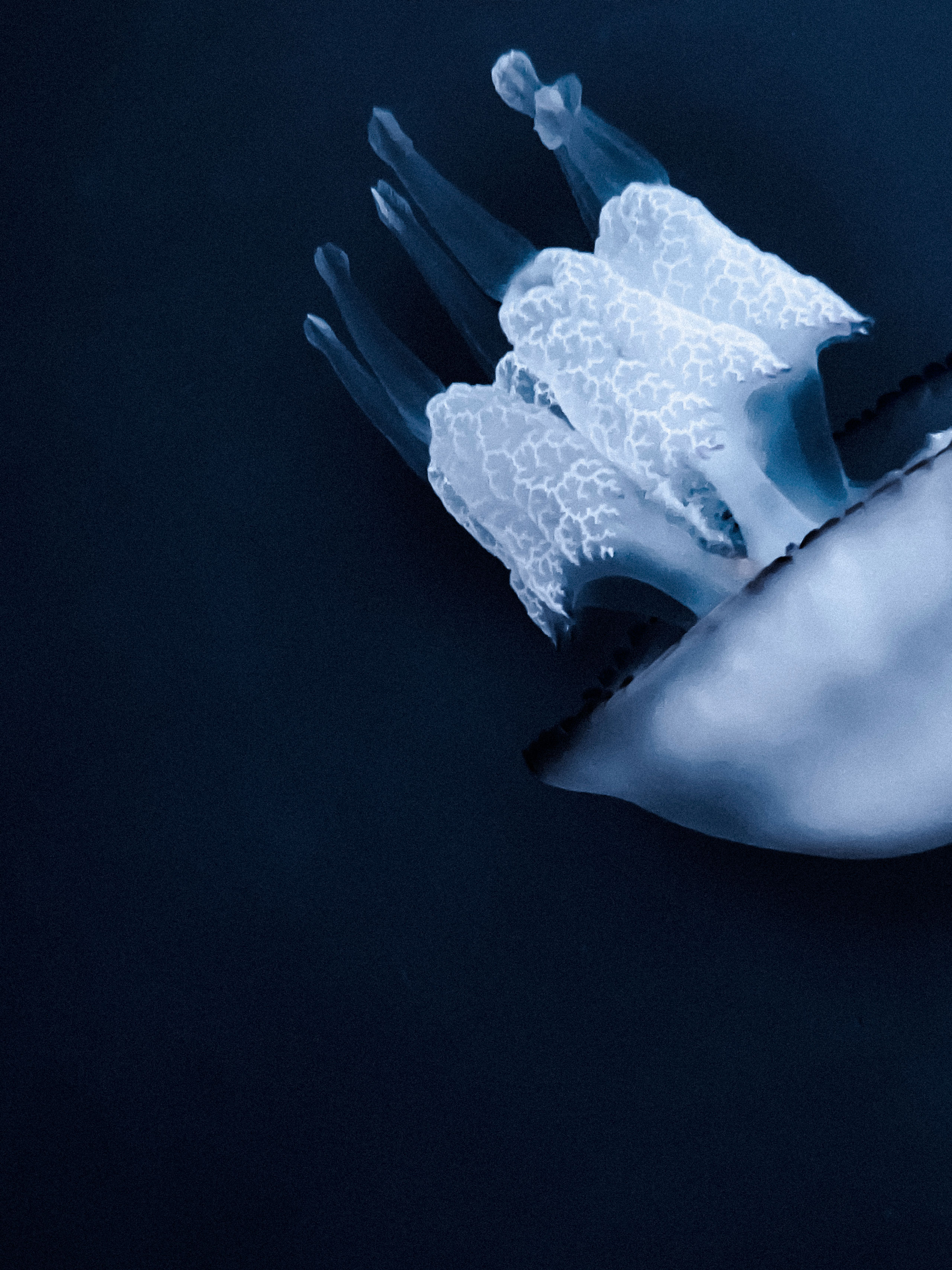 Extreme close-up underwater image of a jellyfish, focusing on the intricate details of its frilled oral arms and translucent, dome-shaped bell. The jellyfish features a textured, semi-transparent structure with a pronounced black-rimmed edge along its bell. The deep blue background isolates the subject, enhancing the ethereal and delicate appearance of the marine creature.