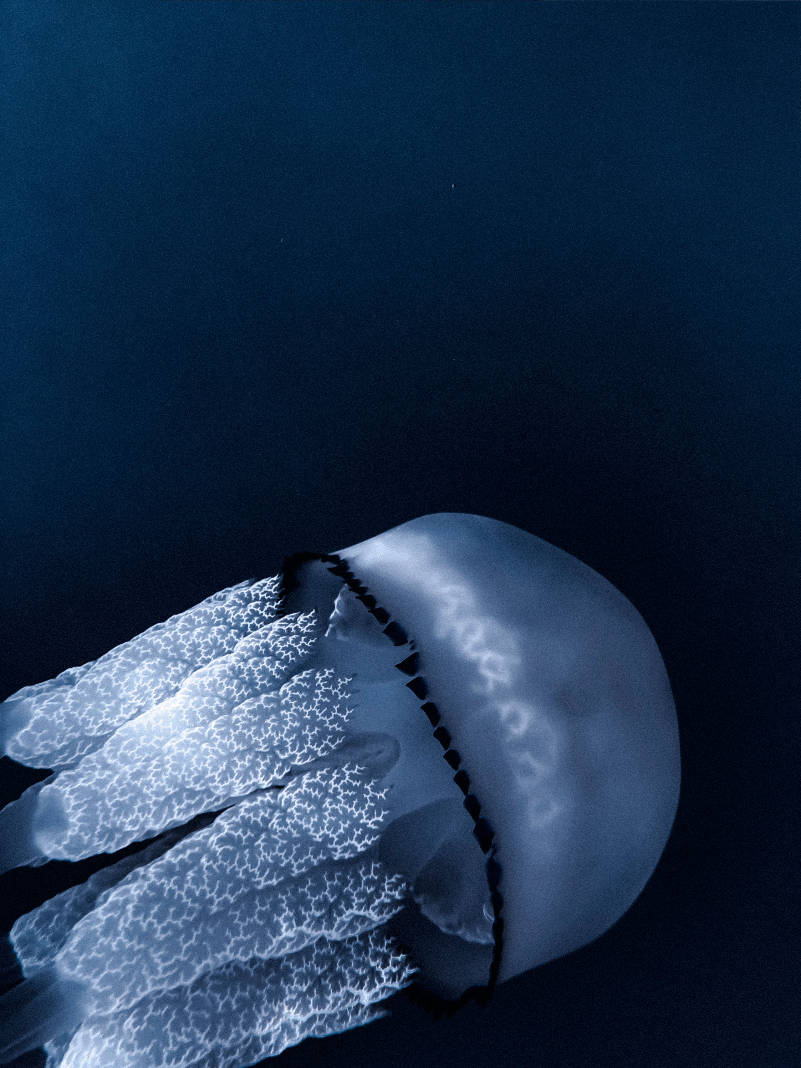 Close-up underwater image of a jellyfish in a dark blue ocean environment. The jellyfish features a smooth, dome-shaped bell with a subtle glow and a bold black rim along its edge. Its intricately textured, frilled oral arms extend downward in clusters, illuminated to reveal delicate patterns and translucency. The contrast between the jellyfish and the background enhances its ethereal presence.
