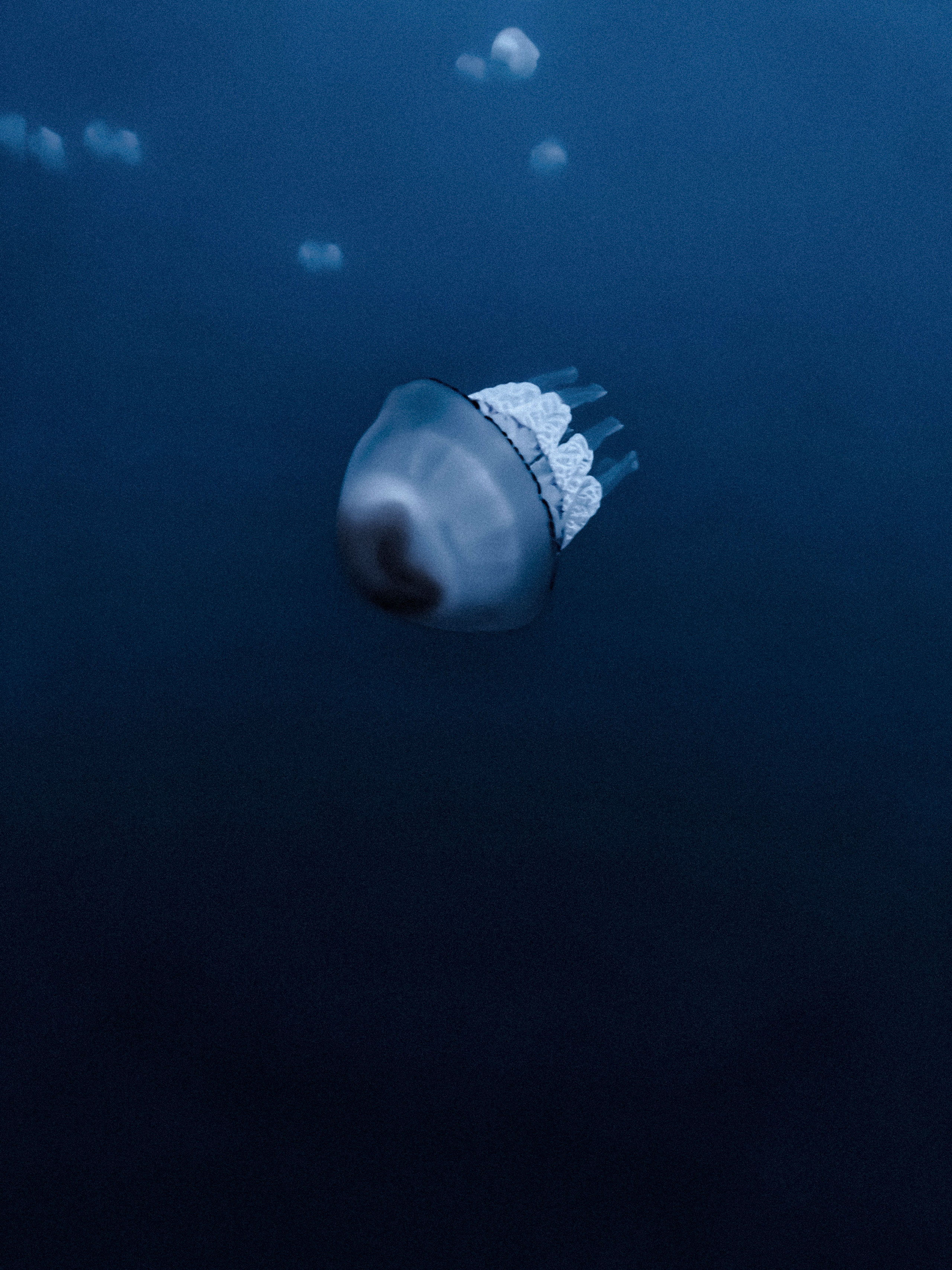Underwater image featuring a single translucent jellyfish floating in the foreground, with its smooth, dome-shaped bell and delicate, frilled oral arms trailing behind. The jellyfish is softly illuminated, showcasing its intricate structure against the deep, dark blue background. Multiple smaller jellyfish are scattered in the distance, creating a sense of depth and motion.