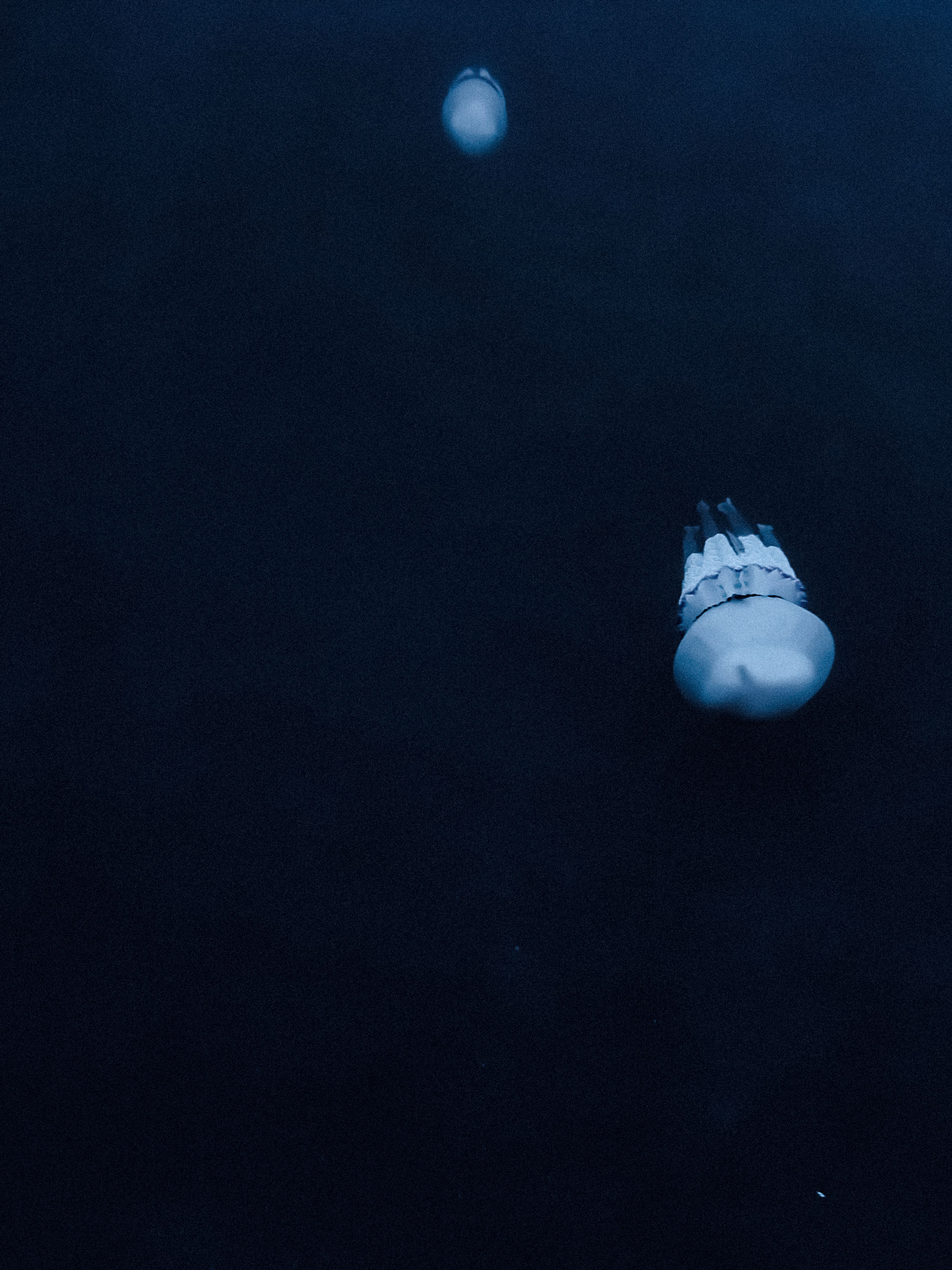 Underwater photograph featuring two translucent jellyfish drifting through dark blue ocean water. The jellyfish in the foreground is clearly visible with a rounded bell and frilled oral arms, softly illuminated to highlight its delicate structure. A second jellyfish appears in the distance near the top center, adding depth and scale to the scene. The composition evokes calm and mystery, with a minimalistic, moody aesthetic.