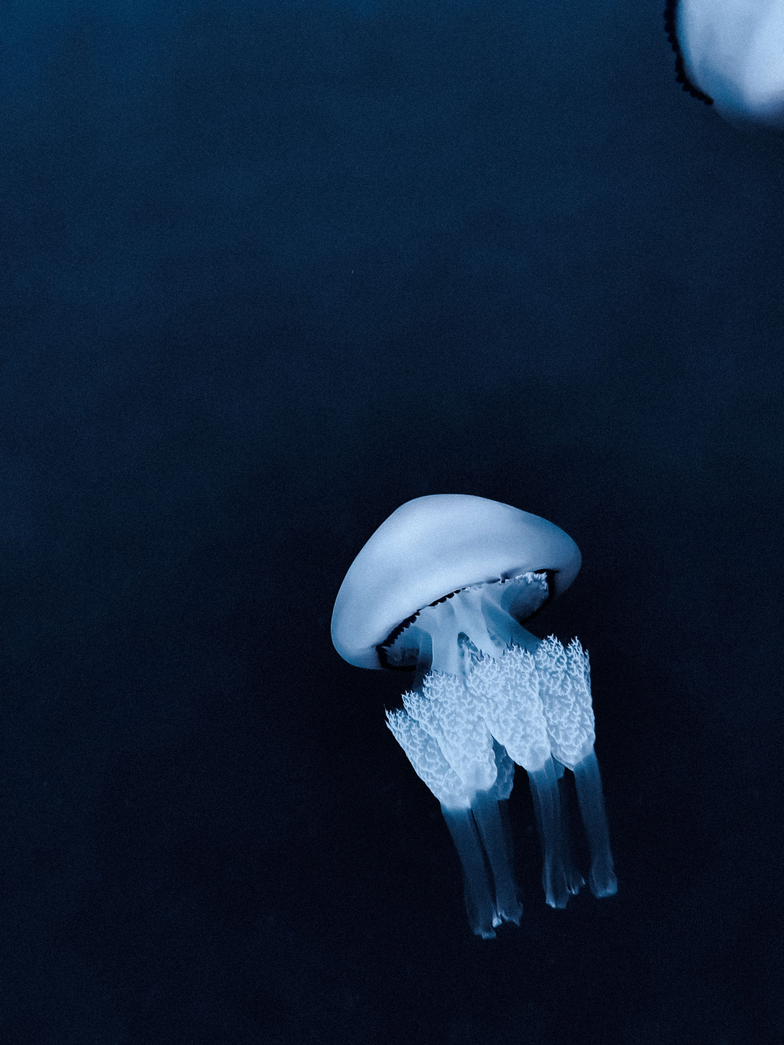 High-resolution underwater image of a single translucent jellyfish drifting in dark blue water. The jellyfish features a dome-shaped bell with a smooth surface and a black-rimmed edge. Beneath the bell, its delicate, frilly oral arms extend downward in clusters, softly illuminated to highlight their intricate textures. Another jellyfish is partially visible in the top right corner, suggesting depth and context.