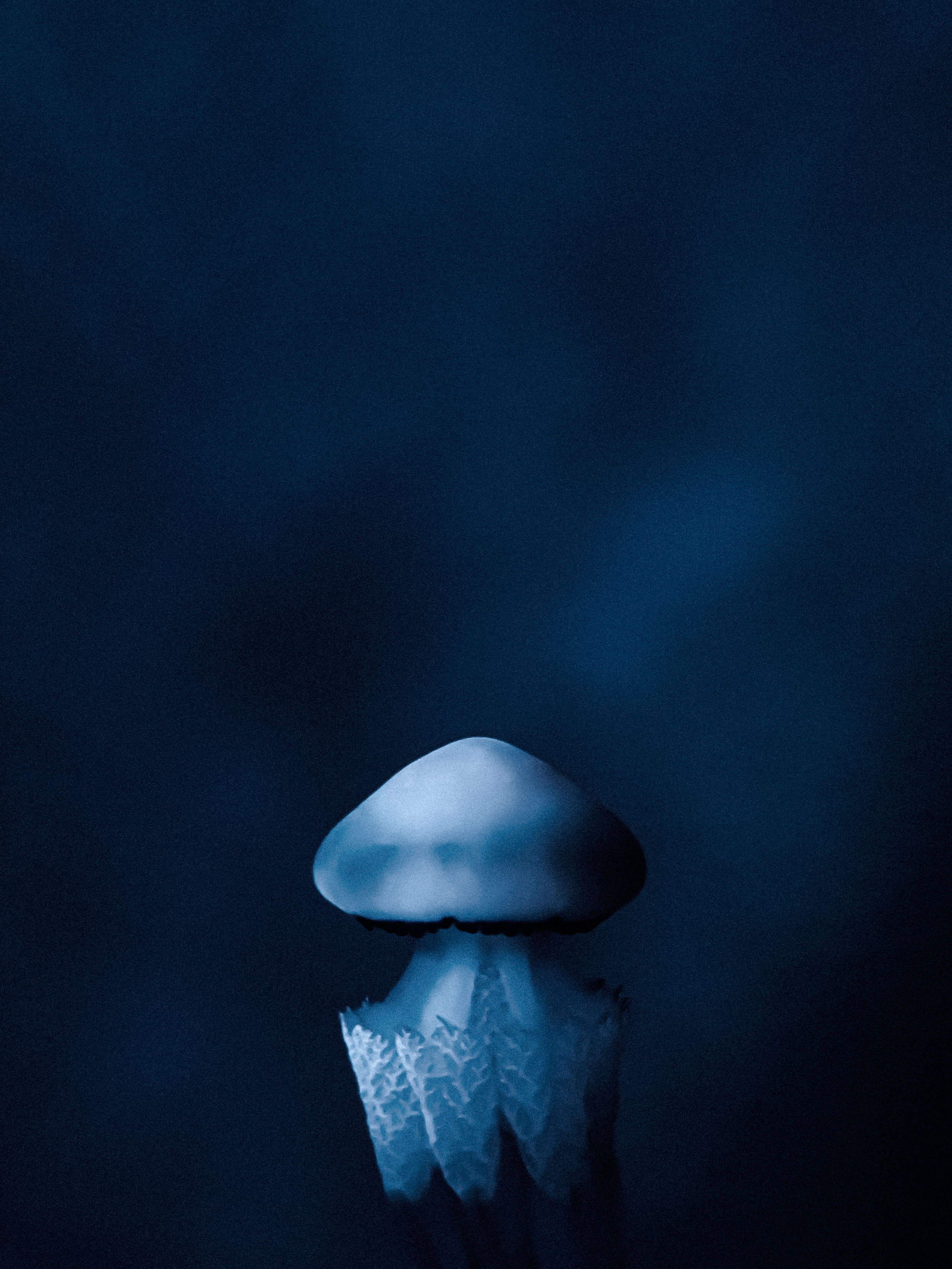 High-resolution close-up underwater photo of a single translucent jellyfish floating in dark blue water. The jellyfish has a smooth, dome-shaped bell with subtle highlights, and intricately textured, frilled oral arms extending below. The dark rim at the base of the bell provides contrast against the softly lit, mysterious background, emphasizing the jellyfish’s delicate structure.